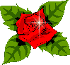 redrose